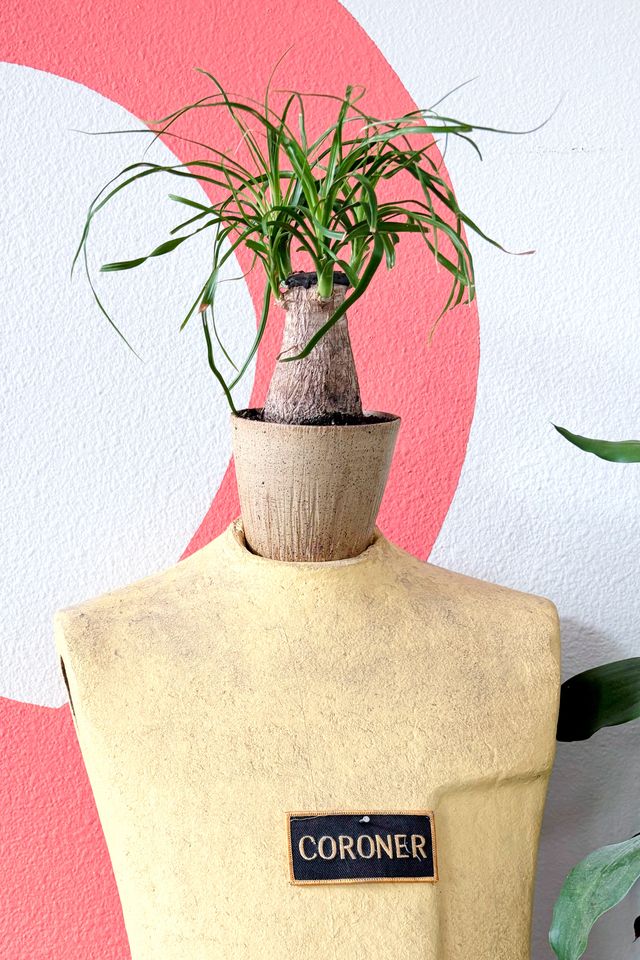 Old yellow dress form with holes for arms and neck, and patch nailed onto it that says coroner - there's a planter protruding from the neck, housing a ponytail fern squat conic trunk up to scraggly hair-like leaves