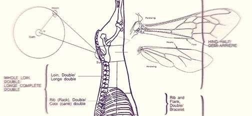 Collage of labeled animal diagrams